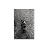 CIRO PIPOLI - GUAGLIUNERA #1