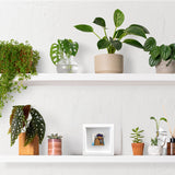 MASSIMO SIRELLI - PICCOLO MOSTRO - ACRILICO SU TAVOLA